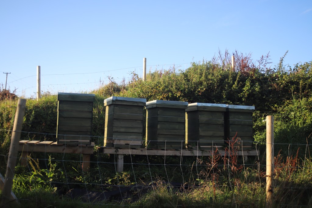 Our apiary